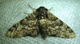 Biston betularia - 6640 - Peppered Moth