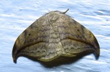 Drepana arcuata - 6251 - Arched Hooktip Moth