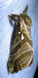 Sthenopis argenteomaculatus - 0018 - Silver-spotted Ghost Moth