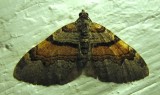Xanthorhoe labradorensis - 7368 - Labrador Carpet