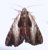 Catocala ultronia - 8857 - Ultronia Underwing