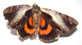 Catocala ultronia - 8857 - Ultronia Underwing