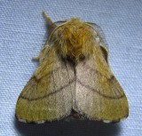 Malacosoma disstria - 7698 - Forest Tent Caterpillar