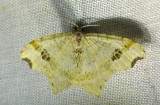 Common Angle - 6326 -  Macaria aemulataria