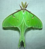 Actias luna - 7758 - Luna Moth