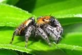 Jumping Spiders - Salticidae
