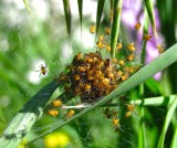 Araneus diadematus - spiderlings