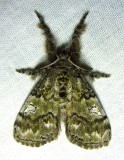 Dasychira plagiata - 8304 - Northern Pine Tussock Moth