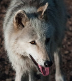 Wolf Conservation Center Photo Session-07.jpg