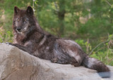 Wolf Conservation Center Photo Session-12.jpg