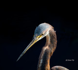 Heron Study