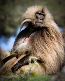 Gelada Baboons