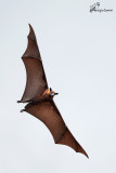 Volpe volante indiana, Flying fox