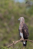 Immaturo di Aquila pescatrice minore  , Lesser Fish-eagle young 
