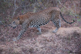 Leopardo maschio , Sri Lankan leopard