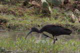 Mignattaio , Glossy ibis 