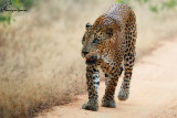 Leopardo , Sri Lankan leopard