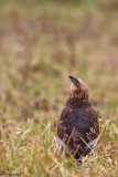 Falco di palude , Marsh harrier 