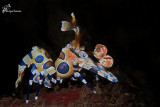 TROPICAL NUDIBRANCHS AND CRUSTACEANS
