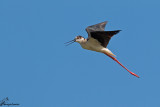 Cavaliere ditalia , Black-winged stilt