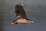 Giovane nitticora , Night heron joung