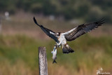 Falco pescatore , Osprey