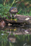 Sparviero, Eurasian Sparrowhawk