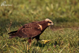 Falco di palude ,  Western marsh harrier