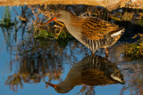 Porciglione , Water rail