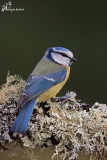 Cinciarella , Eurasian blue tit