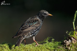 Storno , Common starling 