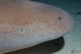 Squalo nutrice in primo piano , Nurse shark close-up