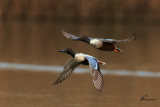 Mestoloni in volo , Northern shoveler in flight