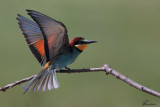 Gruccione, Bee-eater