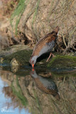 Porciglione , Water rail