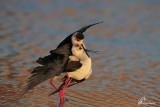 Cavaliere dItalia , Black-winged stilt 