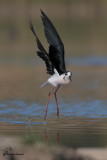 Cavaliere dItalia , Black-winged stilt 