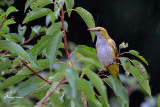 Rigogolo sotto la pioggia  , Eurasian golden oriole under the rain