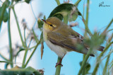 Lu verde , Wood warbler