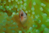 Pesce pagliaccio , Clownfish