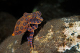 Polpo dagli anelli blu , Blue-ringed octopus 