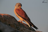 Falco grillaio,Lesser kestrel 
