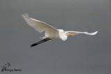 Airone bianco maggiore , Great egret