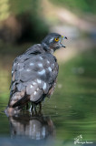 Sparviere , Eurasian sparrowhawk 