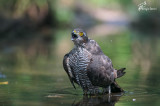 Sparviere , Eurasian sparrowhawk 