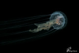 Medusa , Jellyfish