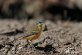 Ballerina gialla , Grey wagtail