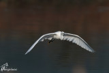 Garzetta , Little egret