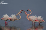 Fenicotteri rosa  , Greater Flamingos