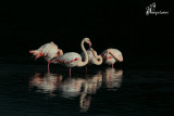 Fenicotteri rosa  , Greater Flamingos